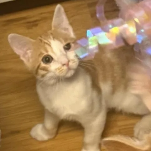 A baby small-sized male Orange / Red Domestic Short Hair cat named Butternut Carter for adoption in Eagle Mountain, UT