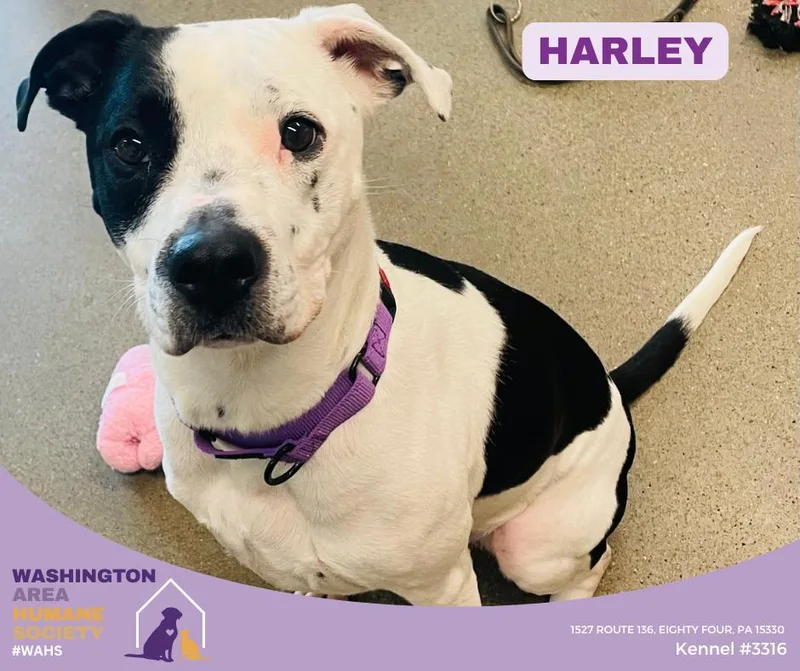 An adult medium-sized female White / Cream Pit Bull Terrier dog named Harley for adoption in Eighty Four, PA