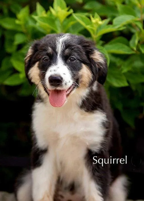 A baby large-sized female Great Pyrenees dog named Puppy Squirrel for adoption in Franklin, TN