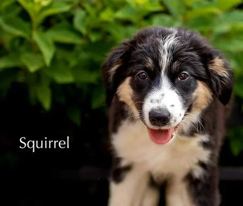 Puppy Squirrel thumbnail 2