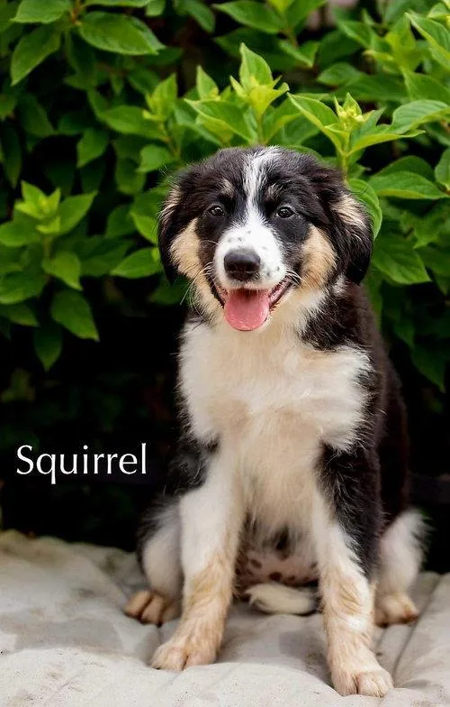 Puppy Squirrel thumbnail 3