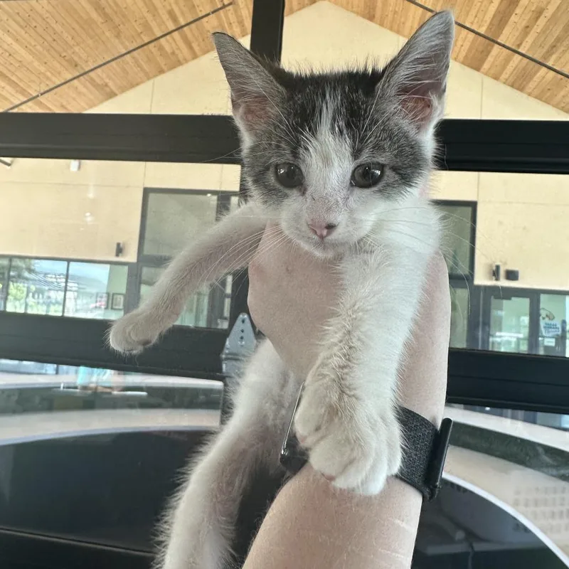 A baby small-sized male Orange / Red Domestic Short Hair cat named Happy for adoption in Leander, TX