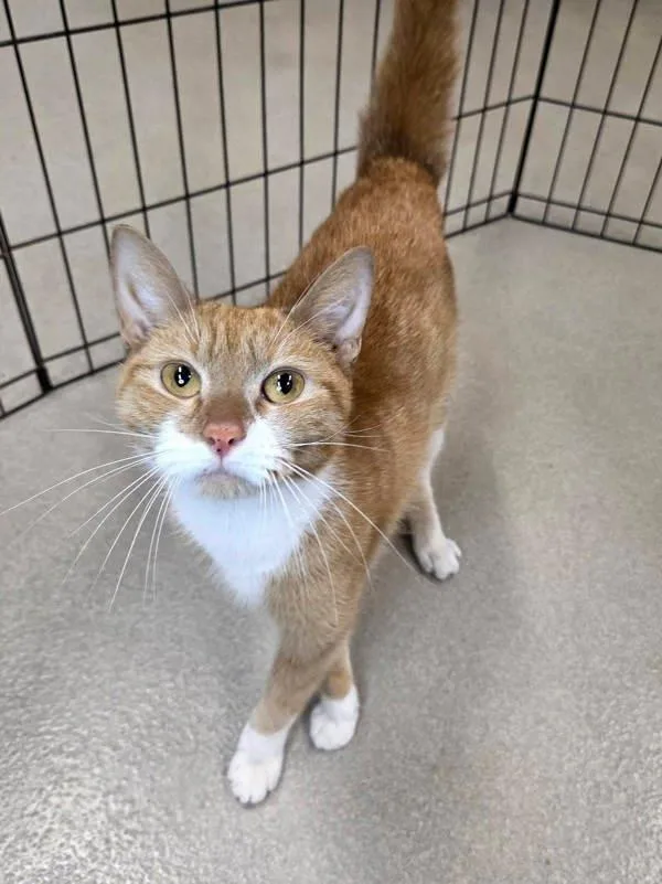 A young medium-sized female Domestic Short Hair cat named Texas Roadhouse Roll for adoption in Millersville, MD