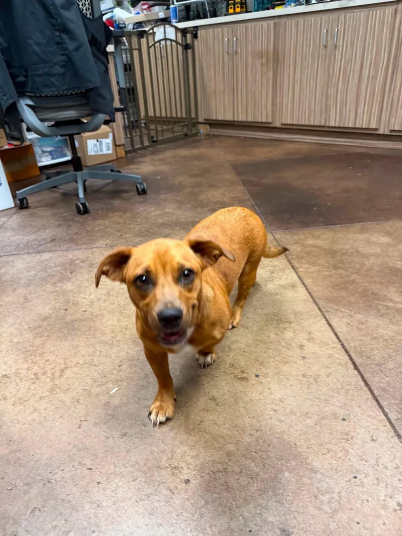 An adult small-sized female Brown / Chocolate Dachshund dog named Cannoli for adoption in Newfoundland, NJ