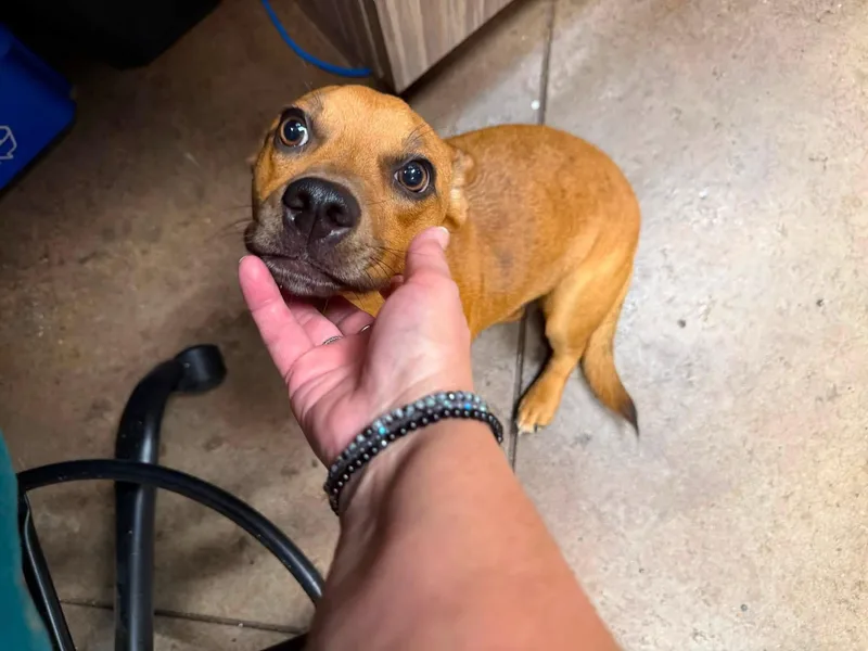 Cannoli thumbnail 4