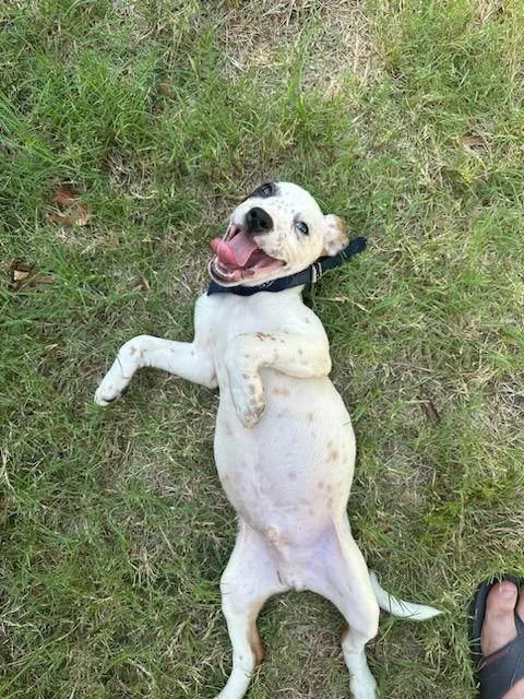 An adult medium-sized male White / Cream Cattle Dog dog named Pax for adoption in TULSA, OK