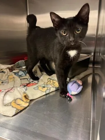 A baby medium-sized female Black Domestic Short Hair cat named Winter for adoption in Chambersburg, PA