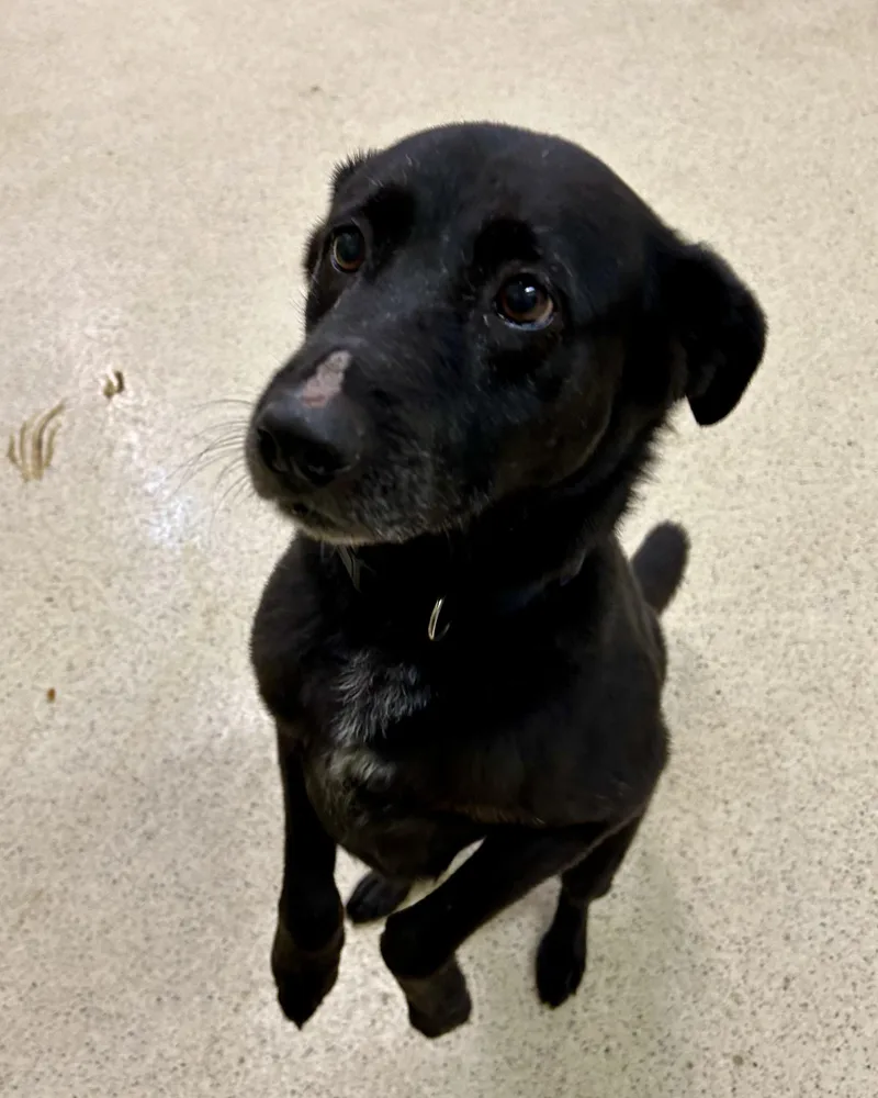 A senior medium-sized male Black Labrador Retriever dog named Adam for adoption in Muncie, IN