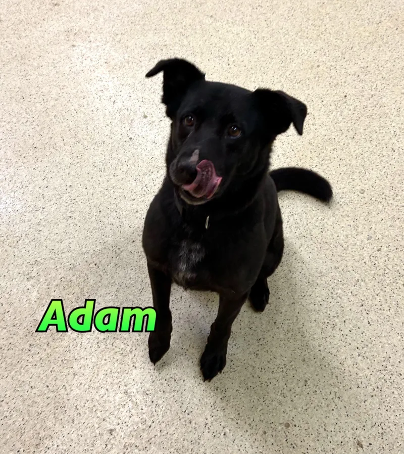 Adam thumbnail 4