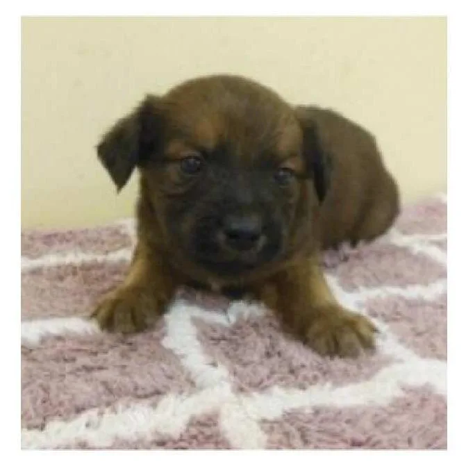 A baby small-sized male Brown / Chocolate Mixed Breed dog named Ridoc for adoption in Wilmington, DE