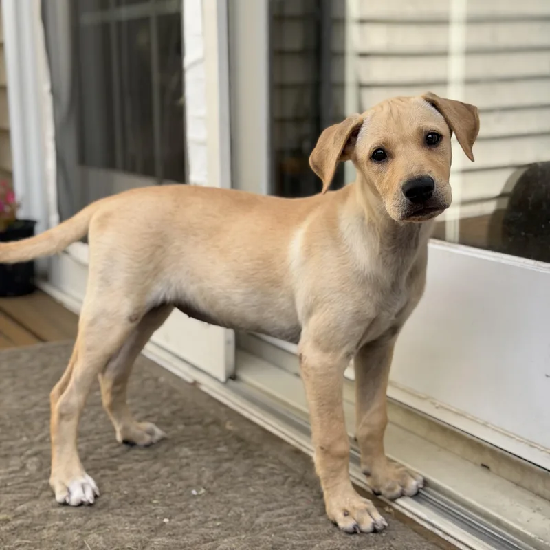 A baby large-sized female White / Cream Labrador Retriever dog named Lia for adoption in Yaphank, NY