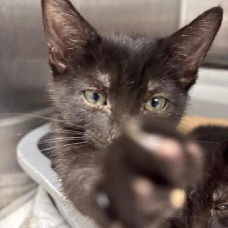 A baby small-sized male Black Domestic Short Hair cat named Robin for adoption in Philadelphia, PA