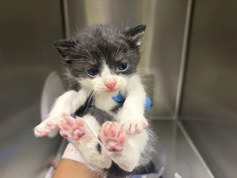 A baby small-sized male Domestic Short Hair cat named Stormy for adoption in Chapel Hill, NC