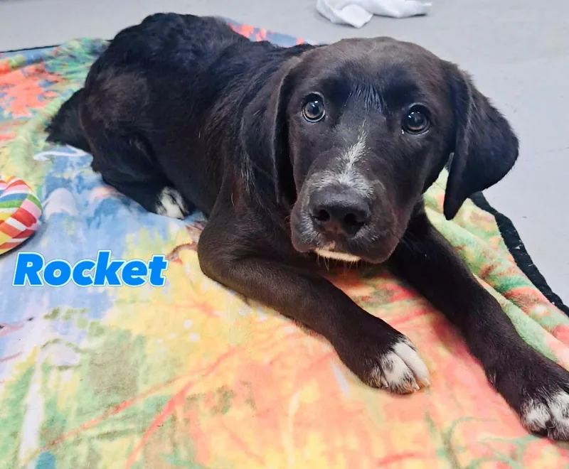 Rocket