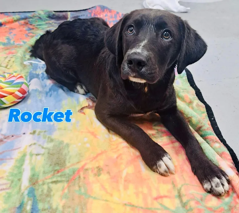 Rocket thumbnail 2