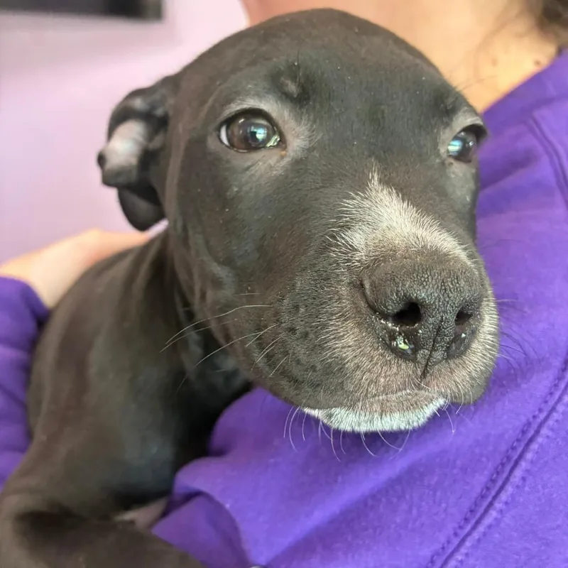 A baby small-sized male Black Pit Bull Terrier dog named Raspberry Jam for adoption in Northbrook, IL