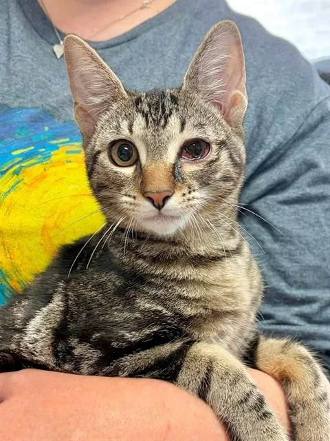 A young small-sized male Domestic Short Hair cat named Simon for adoption in Canfield, OH