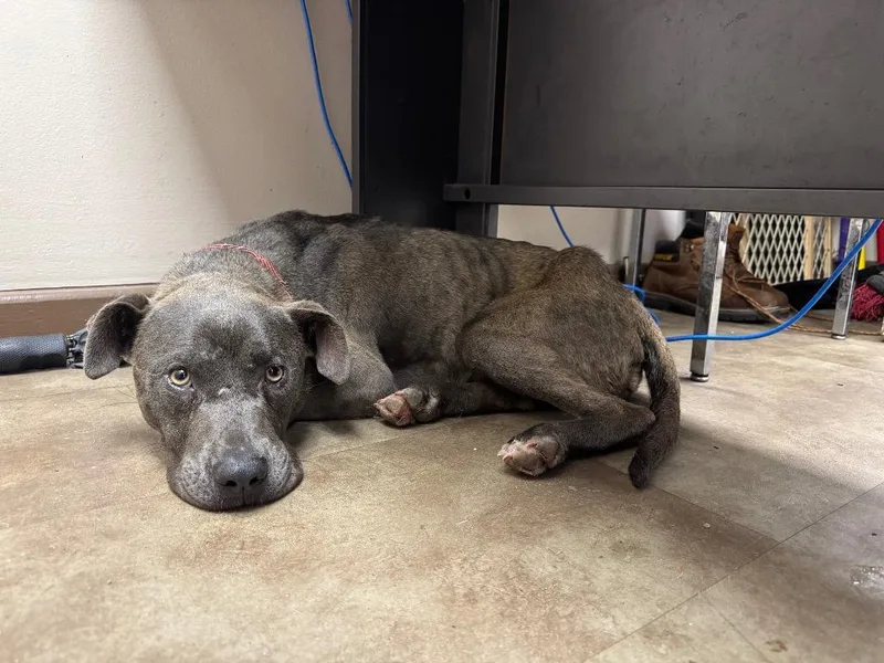 A baby medium-sized female Pit Bull Terrier dog named Sweet Tea for adoption in Springfield, OH