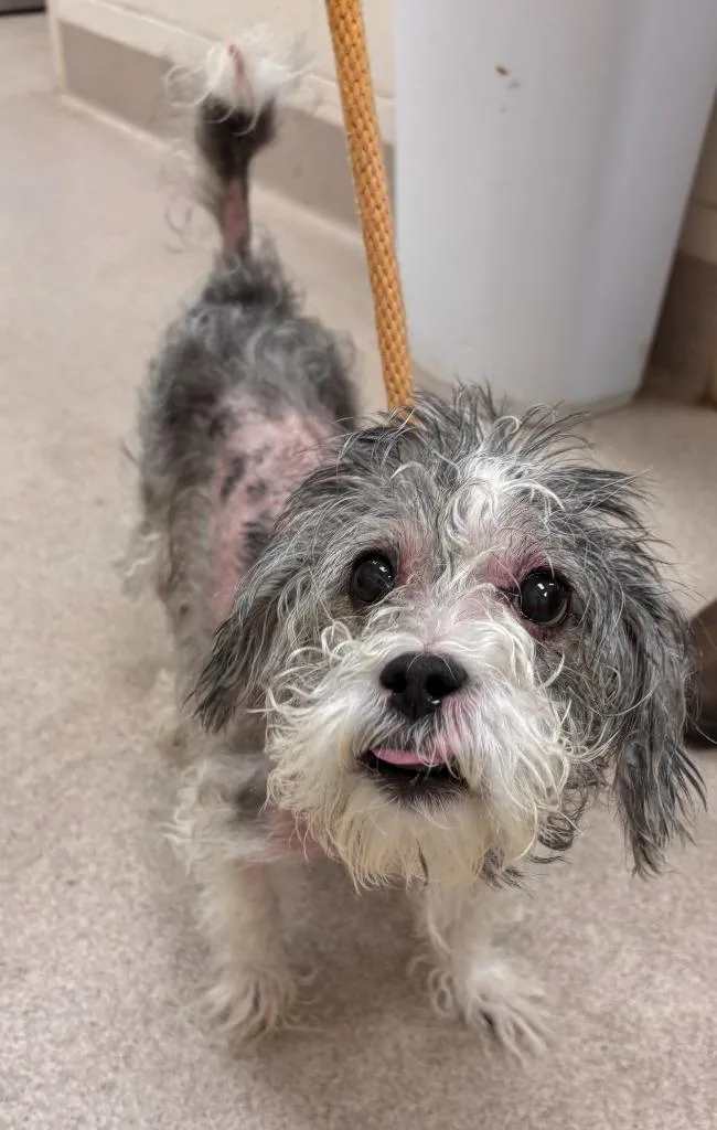 A senior medium-sized male Terrier dog named Blue for adoption in Madison, GA