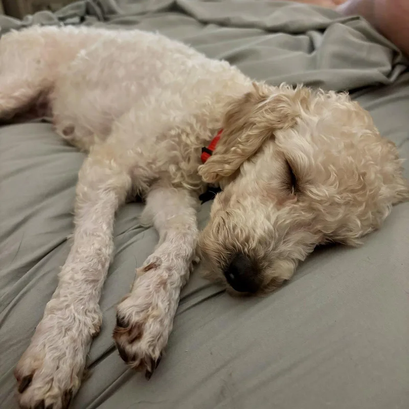 An adult small-sized female Poodle dog named Sasha for adoption in Hillsborough , NC