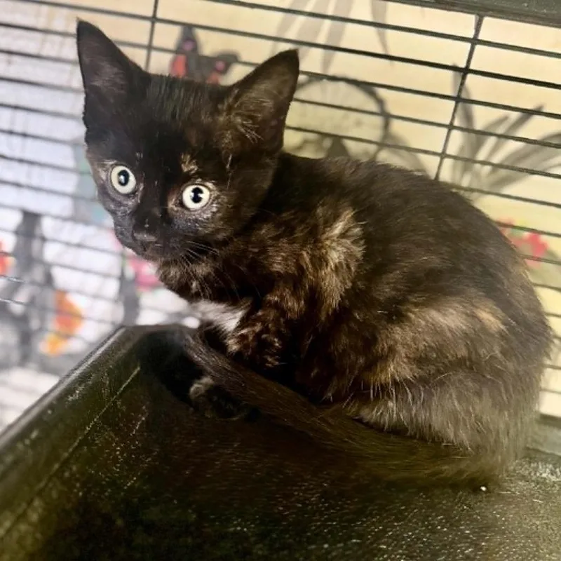 A baby small-sized female Black Domestic Short Hair cat named Espresso for adoption in Minneapolis, MN