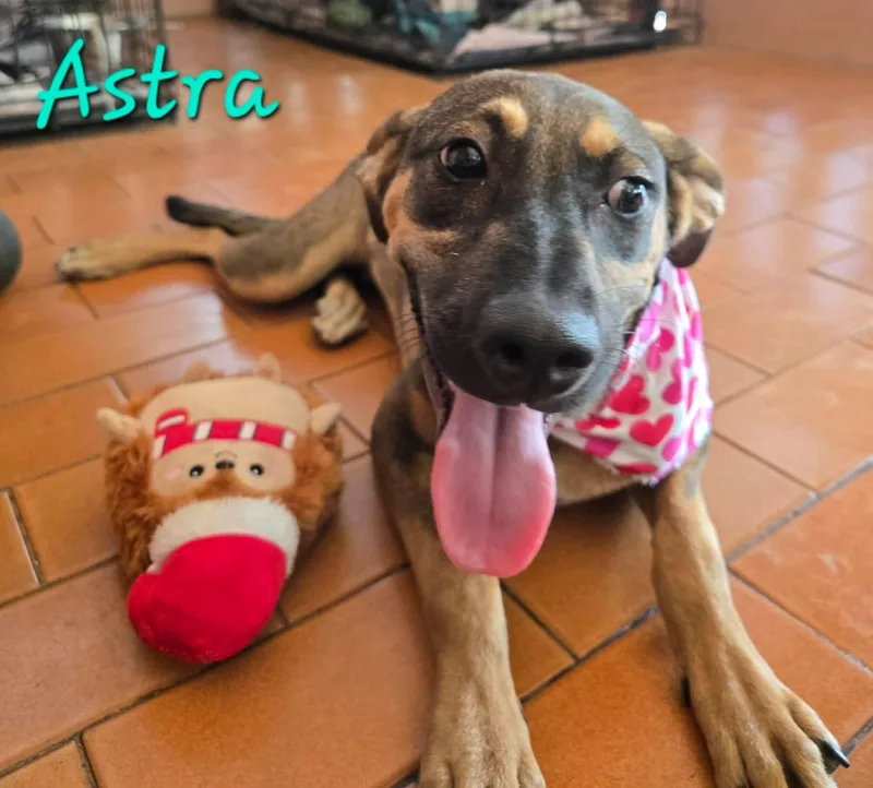 A baby medium-sized female Brown / Chocolate Labrador Retriever dog named Astra for adoption in Huntington, NY