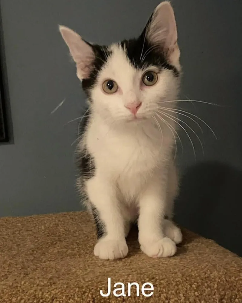 A baby medium-sized female Domestic Short Hair cat named Jane for adoption in Rochester, NY
