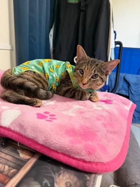 A baby medium-sized female Domestic Short Hair cat named Harper Lee for adoption in Pawtucket, RI