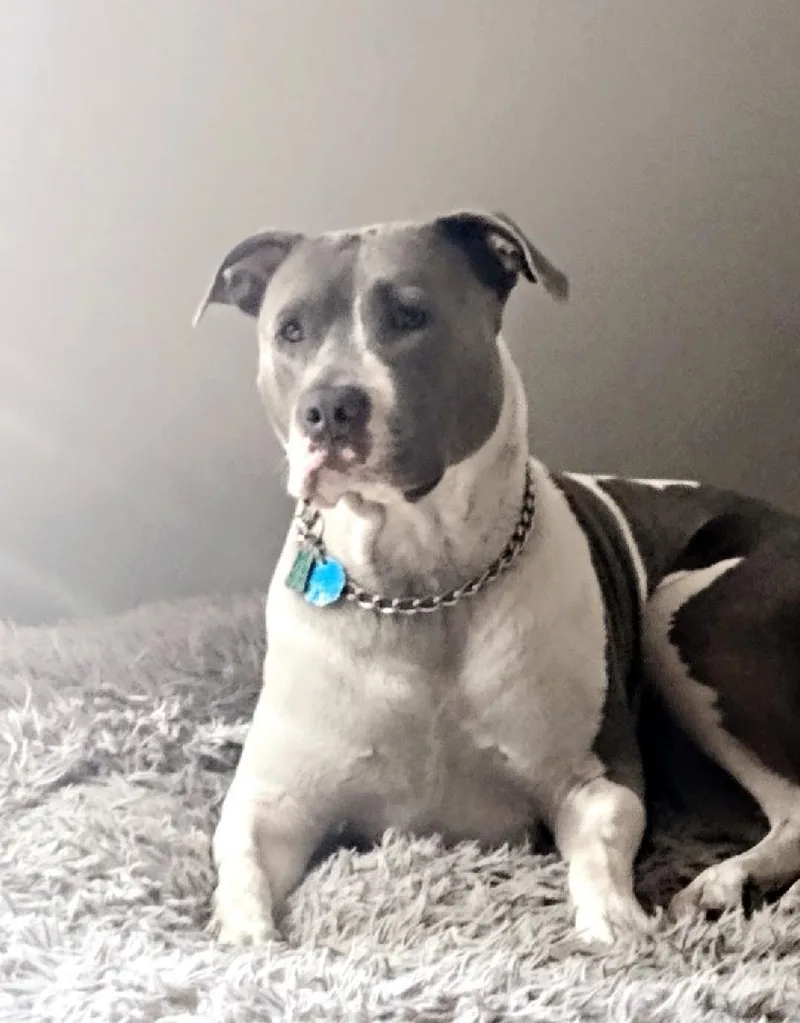 An adult large-sized female Gray / Blue / Silver American Staffordshire Terrier dog named Duchess for adoption in Orlando, FL