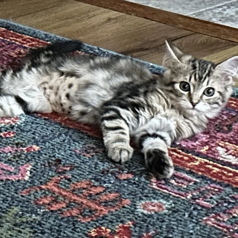 A baby small-sized female Brown / Chocolate Domestic Medium Hair cat named Lyssa for adoption in Santa Rosa, CA