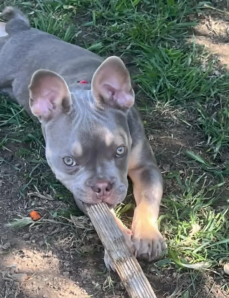 A baby medium-sized male French Bulldog dog named Angus for adoption in Yuba City, CA