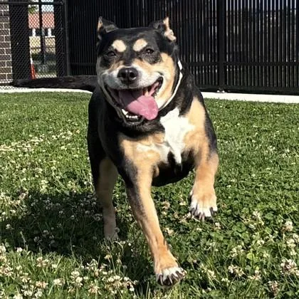 An adult medium-sized female Mixed Breed dog named Rosita for adoption in Wheaton, IL