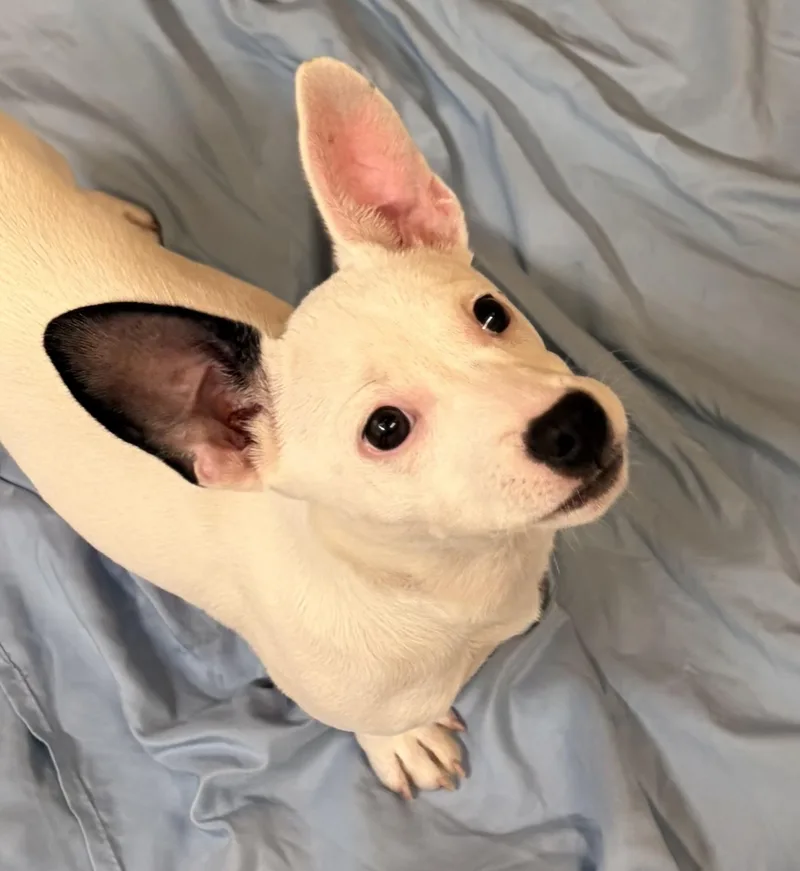 A young small-sized female White / Cream Dachshund dog named Francesca for adoption in Pilot Point, TX