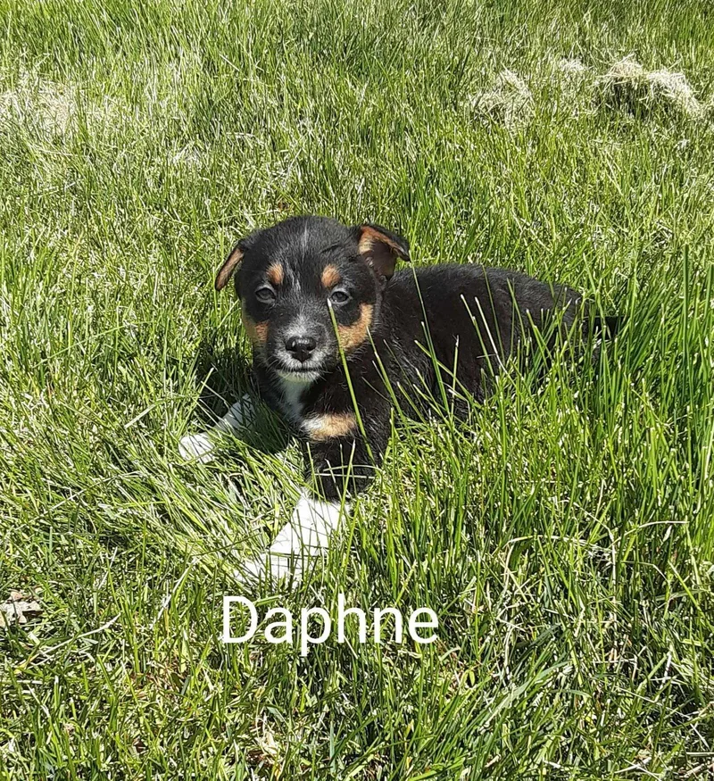 Daphne