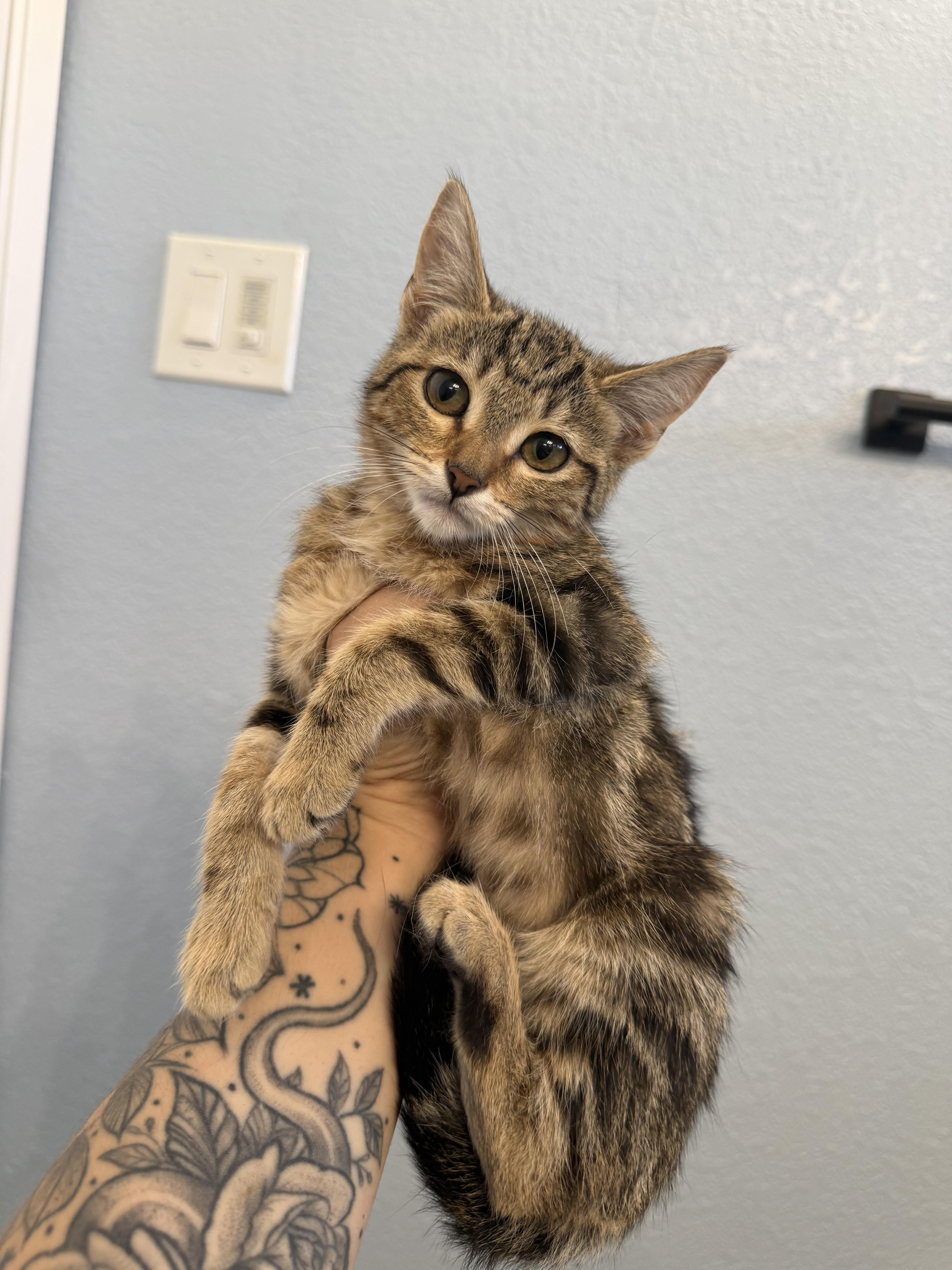 A baby medium-sized female Tabby (Brown / Chocolate) Domestic Short Hair cat named Rainy for adoption in Fresno, CA