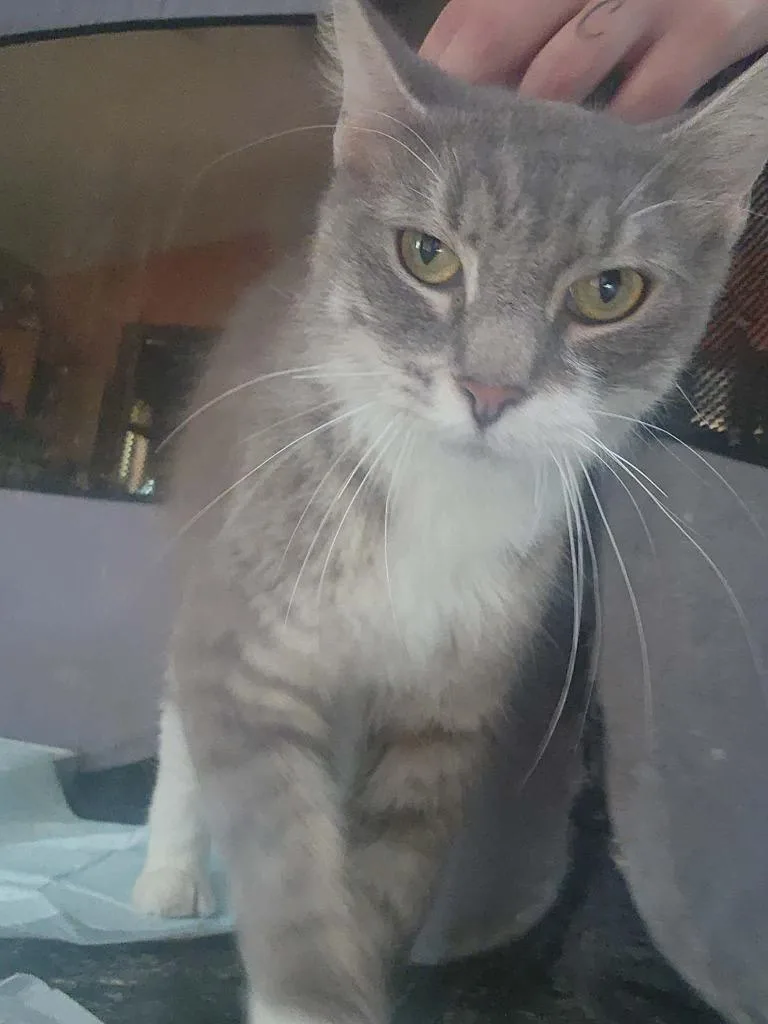 A young small-sized female Domestic Short Hair cat named Lollipop for adoption in Hagaman, NY