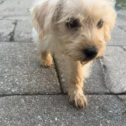 A baby small-sized male Yellow / Tan / Blond / Fawn Maltipoo dog named Sherlock for adoption in Fishers, IN