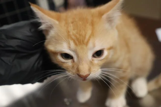 A baby medium-sized male Domestic Short Hair cat named Roo for adoption in Columbia, SC