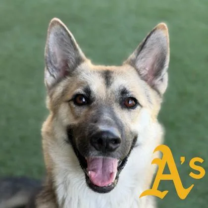 A young large-sized female German Shepherd Dog dog named Little Bo Peep for adoption in Sacramento, CA