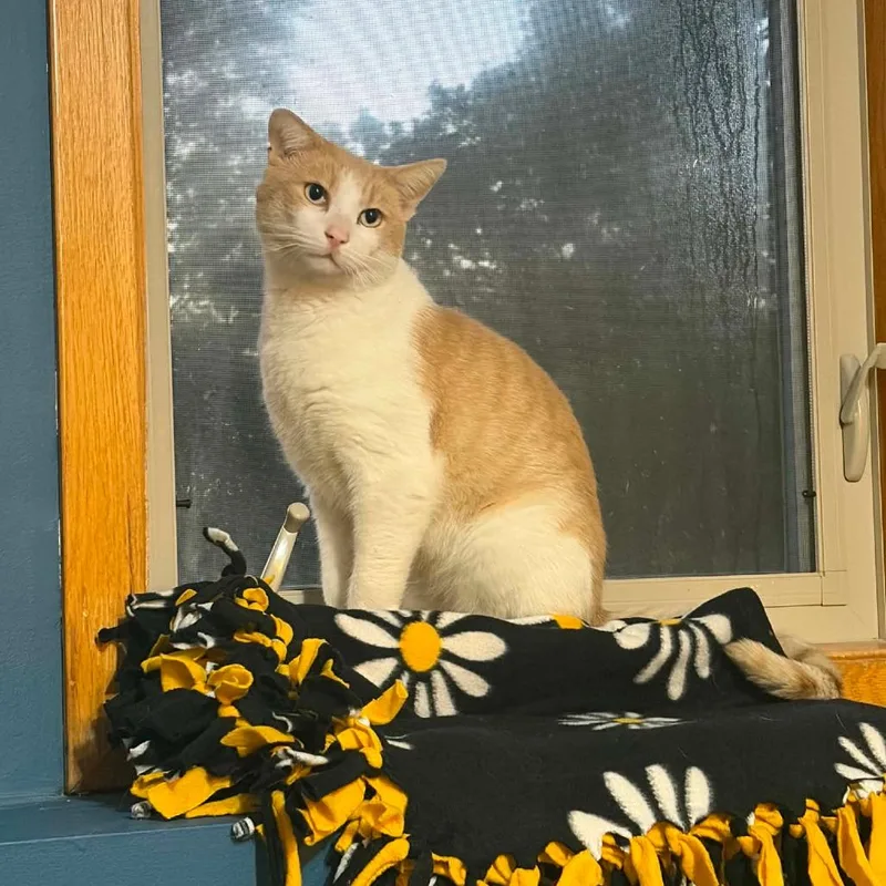 A young small-sized male Orange / Red Domestic Short Hair cat named Door Dash C for adoption in Princeton, MN
