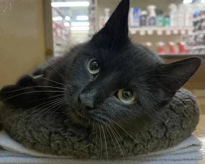 Chrysalis thumbnail 2