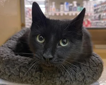 Chrysalis thumbnail 3