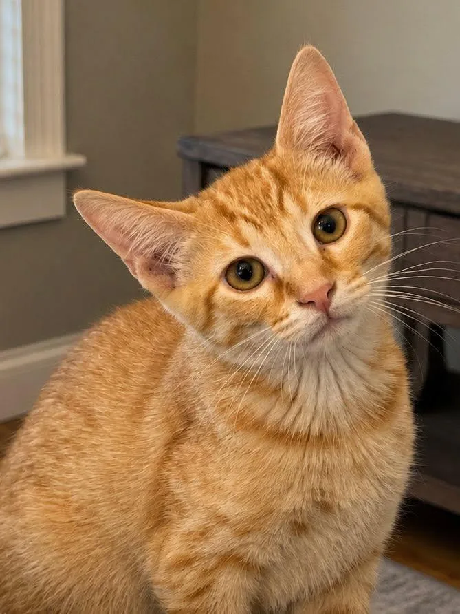 Nala thumbnail 3