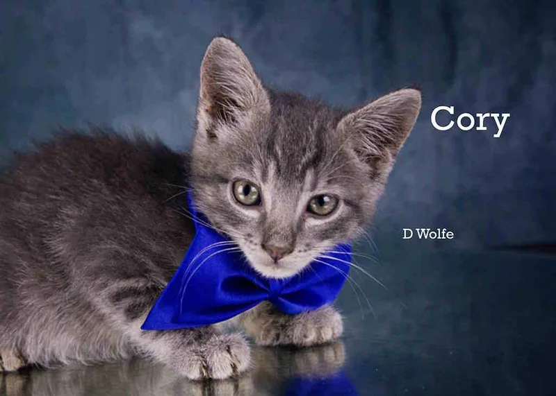 A baby medium-sized male Tabby (Gray / Blue / Silver) Tabby cat named Cory for adoption in York, NE