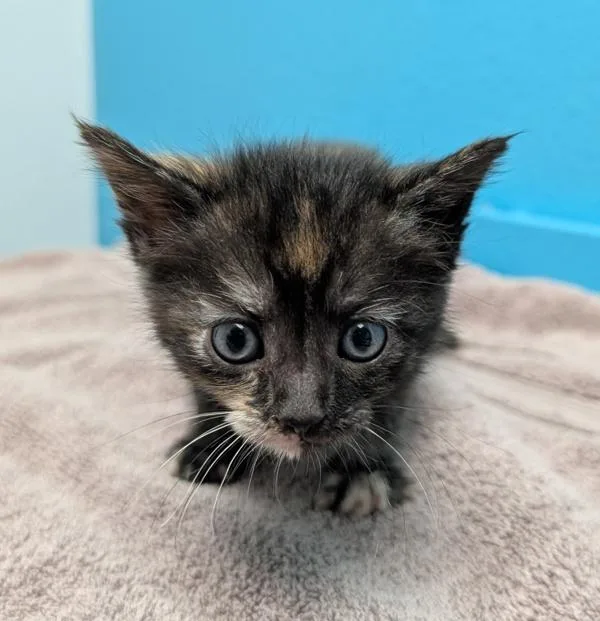 A baby small-sized female Domestic Short Hair cat named Ethel for adoption in Escondido, CA