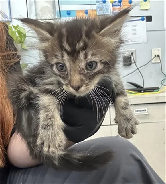 A baby medium-sized male Domestic Short Hair cat named Spice for adoption in Dallas, TX