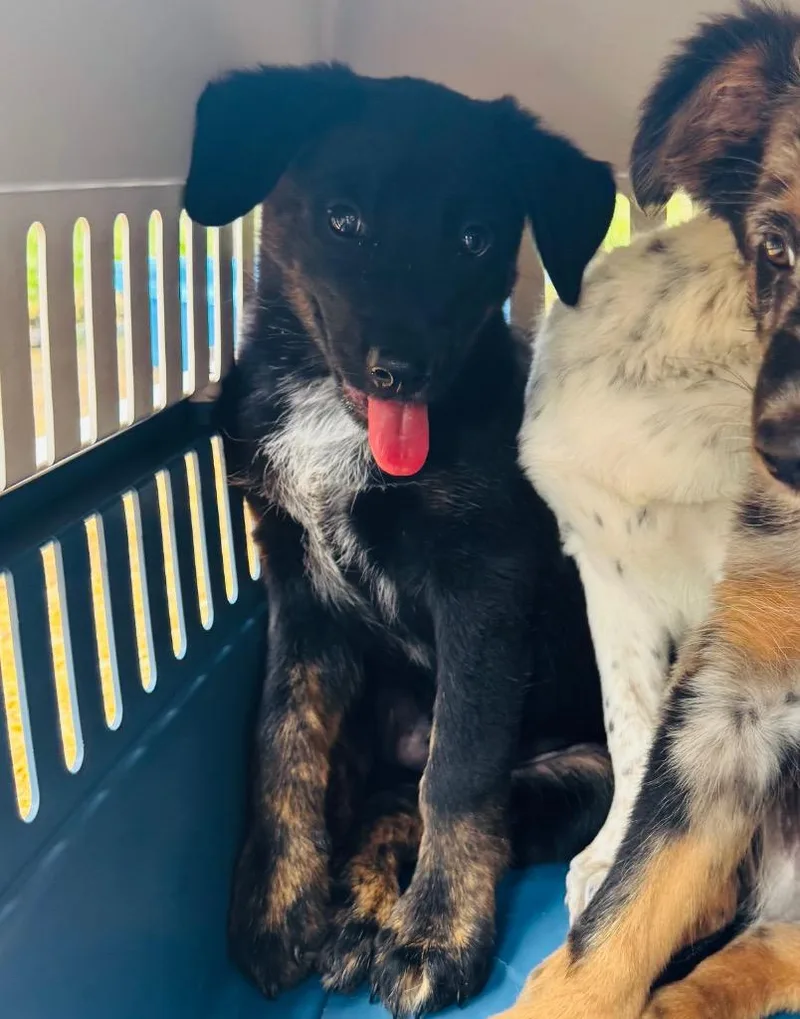 A baby medium-sized male Australian Shepherd dog named Skeeter for adoption in Claremore, OK