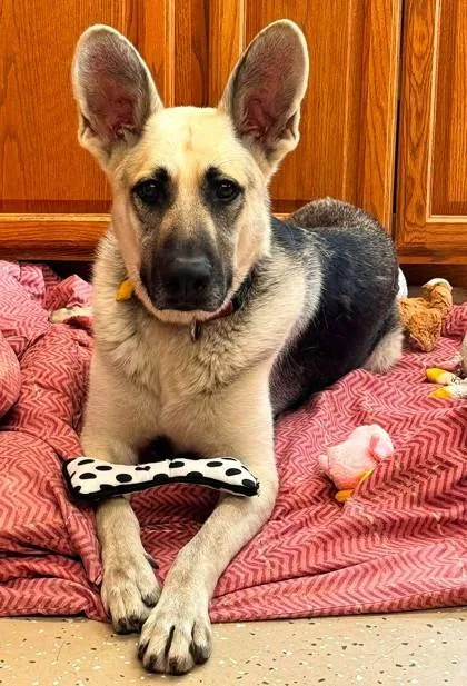 An adult large-sized male German Shepherd Dog dog named Chase for adoption in Waupaca, WI