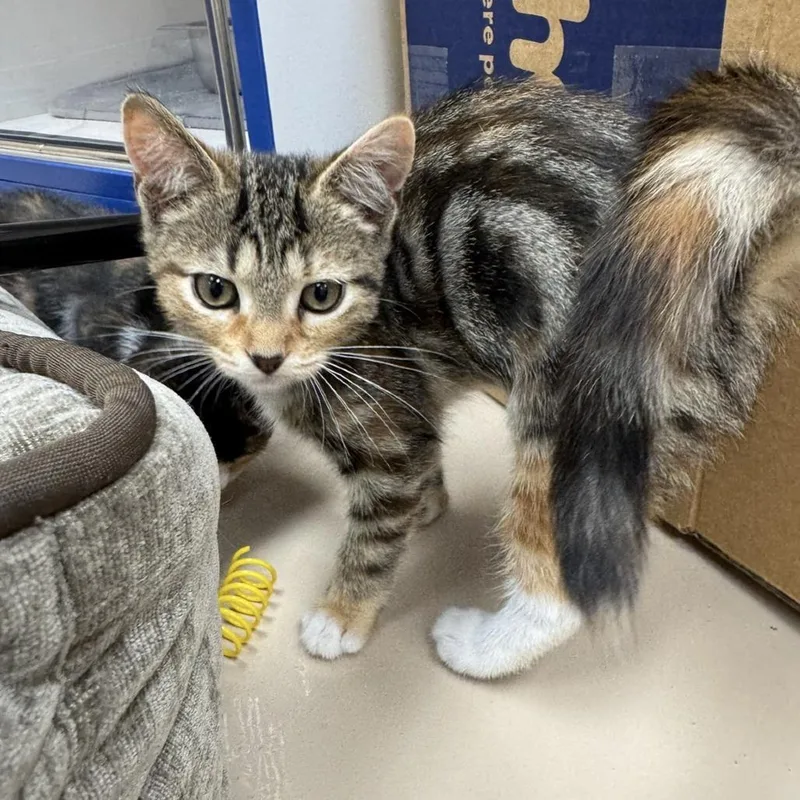 A baby small-sized female Calico Domestic Short Hair cat named Dory for adoption in Mebane, NC