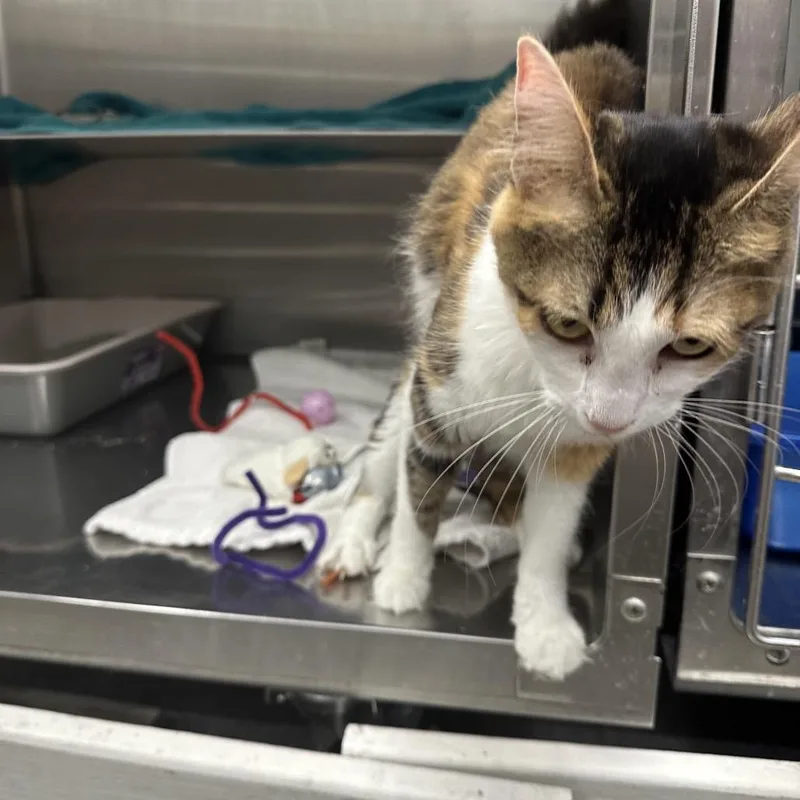 An adult large-sized female Calico Domestic Medium Hair cat named Bastet for adoption in Hamburg, NY